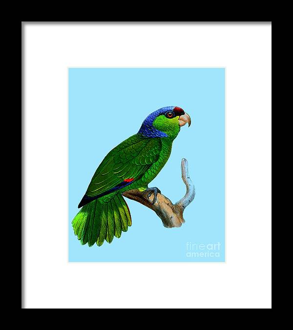 Festive Amazon Framed Print featuring the digital art Green Parrot by Madame Memento