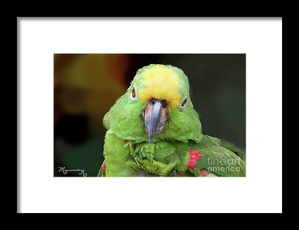 Nature Framed Print featuring the photograph Green Parrot Portrait by Mariarosa Rockefeller