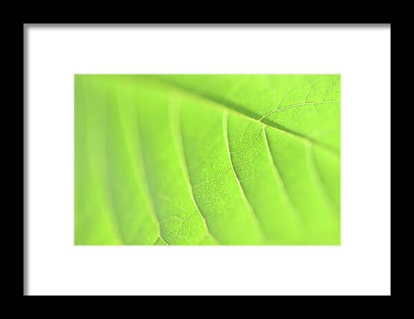Green Leaf Framed Print featuring the photograph Green Roads by Leanna Kotter