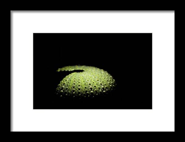 Green Framed Print featuring the photograph Green sea urchin shell by Maria Dimitrova