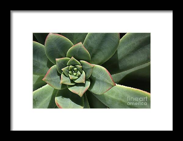 Joy Watson Framed Print featuring the photograph Green Shades Of Hens And Chicks by Joy Watson