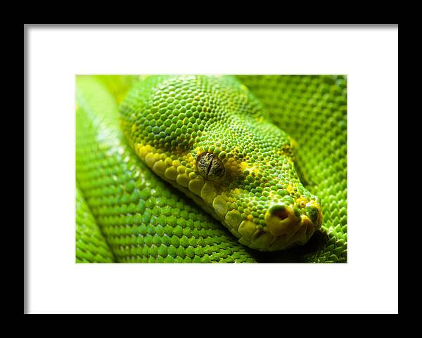 Green Tree Python Framed Print featuring the digital art Green tree python by Geir Rosset