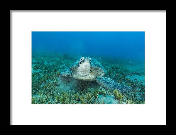 Sea Turtle Framed Print featuring the photograph Green turtle over sea grass area looking at camera by Manfred Bortoli
