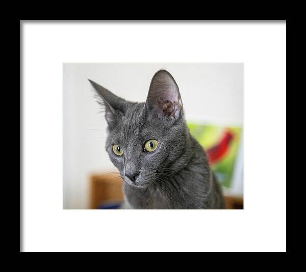 Cat Framed Print featuring the photograph Grey Cat by Dart Humeston