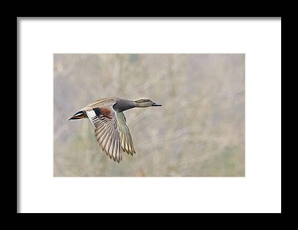 Duck Framed Print featuring the photograph Grey Duck in a grey background by Jim E Johnson