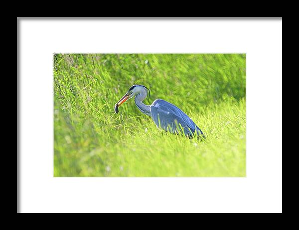 Heron Framed Print featuring the photograph Grey heron, ardea cinerea by Elenarts - Elena Duvernay photo