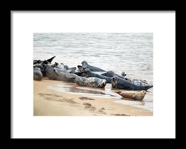 Grey Seals Framed Print featuring the photograph Grey Seals and Common Seal by Phil Banks