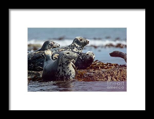 Grey Seal Framed Print featuring the photograph Grey Seals, Farne Islands, UK. by Tony Mills