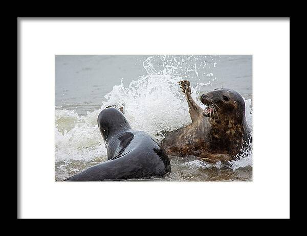 Grey Seals Framed Print featuring the photograph Grey Seals splashing about 2 by Gareth Parkes