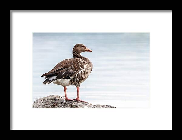 Greylag Framed Print featuring the photograph Greylag goose, Anser Anser, standing on a rock by Elenarts - Elena Duvernay photo
