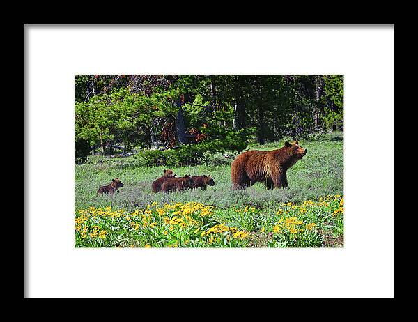 Grizzly 399 Framed Print featuring the photograph Grizzly 399 and Four Cubs by Greg Norrell
