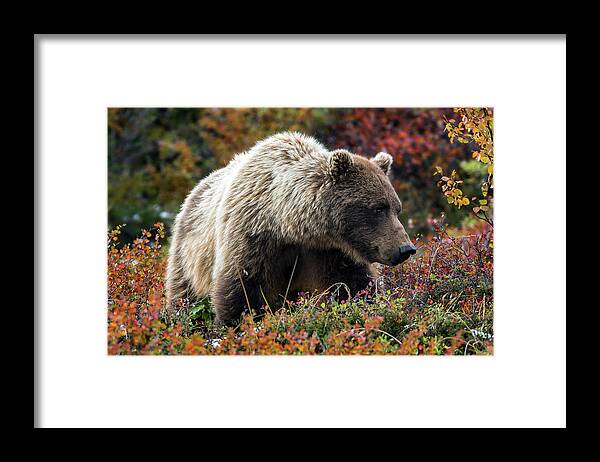 Grizzly Framed Print featuring the photograph Grizzly bear in Denali national park - Alaska by Olivier Parent