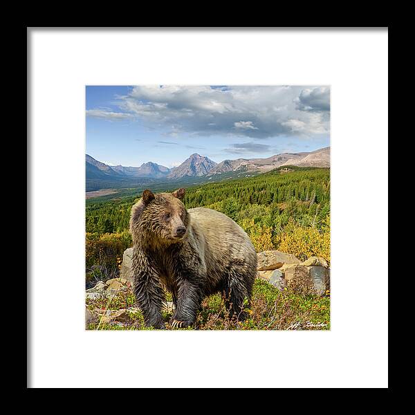 Adult Framed Print featuring the photograph Grizzly Bear in Glacier National Park by Jeff Goulden