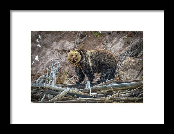 Grizzly Framed Print featuring the photograph Grizzly Crossing by Kenneth Everett