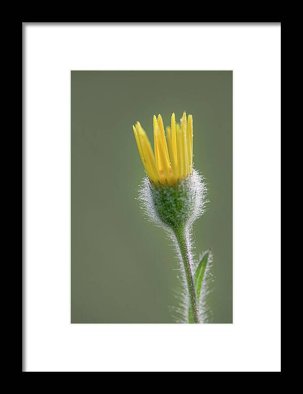 Groundsel Framed Print featuring the photograph Groundsel Flower by Karen Rispin