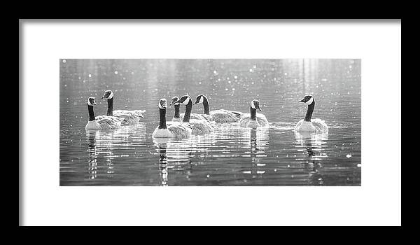 Animal Framed Print featuring the photograph Group Of Canada Geese Swimming by Mike Fusaro