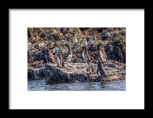 Animals In The Wild Framed Print featuring the photograph group of pengouins on Isabela island by Henri Leduc