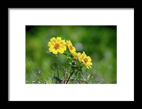 Cbbr Framed Print featuring the photograph Growing Wild by Robert Carter
