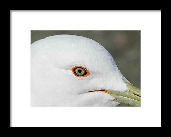 Bird Framed Print featuring the photograph Gull close-up by Jan Luit