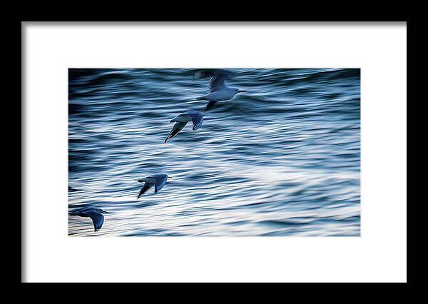 Gulls In Flight Framed Print featuring the photograph Gull flight by Johannes Brienesse