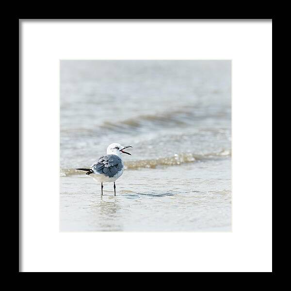 Gull Framed Print featuring the photograph Gull by Lori Rowland