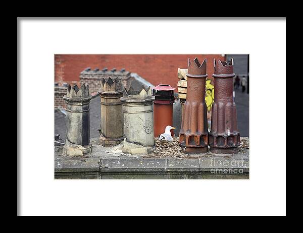 Chimney Pots Framed Print featuring the photograph Gull nesting amongst chimney pots by Bryan Attewell