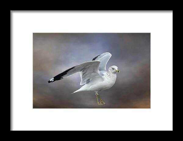 Seagull Framed Print featuring the photograph Gull Portrait by Cate Franklyn