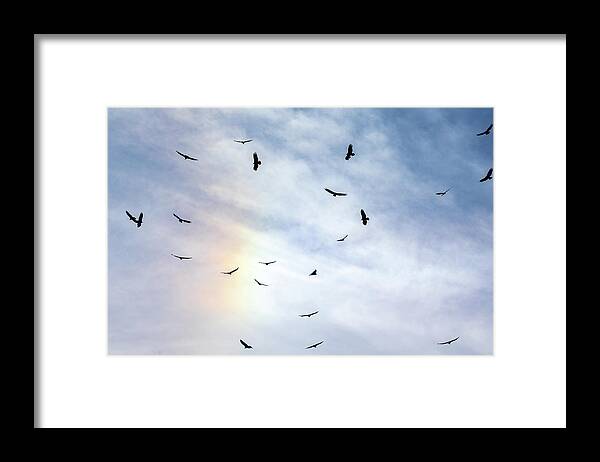 Sea Framed Print featuring the photograph Gulls in the Rainbow by Denise Kopko