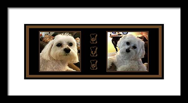 Dog Framed Print featuring the photograph Gus by Kathy K McClellan