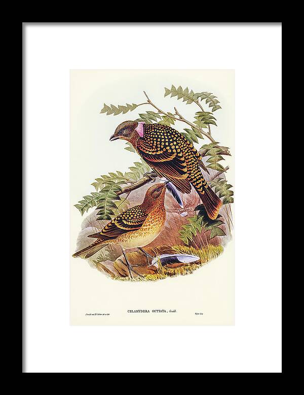Guttated Bower-bird Framed Print featuring the drawing Guttated Bower-bird, Chlamydera guttata by John Gould