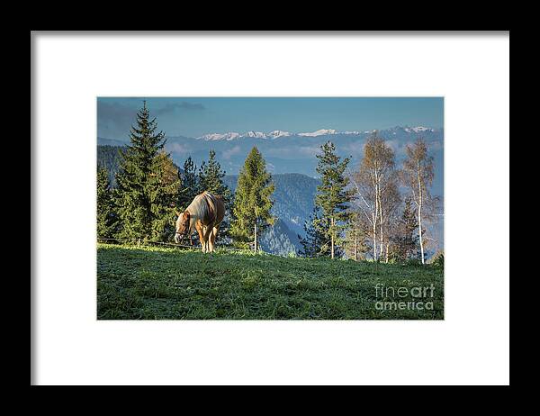 Haflinger Framed Print featuring the photograph Haflinger In The Morning Light by Eva Lechner