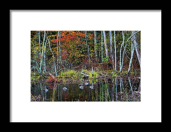 Hamilton Framed Print featuring the photograph Hamilton MA Bradley Palmer State Park Ducks Autumn Fall by Toby McGuire