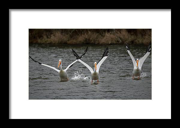 Evergreen Lake Framed Print featuring the photograph Hands Up by Ray Silva