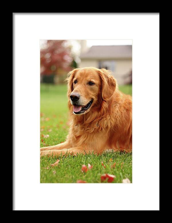 Dog Framed Print featuring the photograph Handsome Golden by Lens Art Photography By Larry Trager