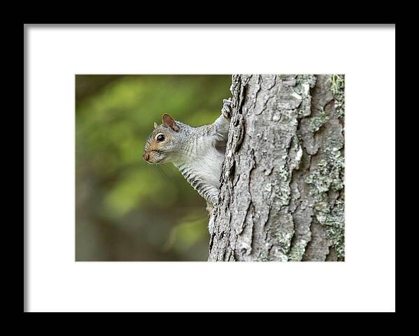 Squirrel Framed Print featuring the photograph Hang On by Holly Ross