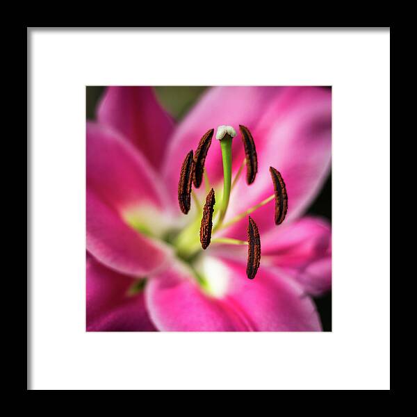 Lily Framed Print featuring the photograph Hanging In There by Elvira Peretsman