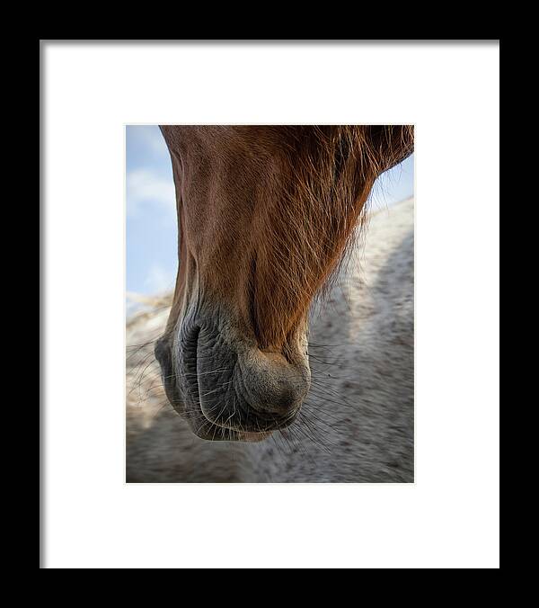 Horses Framed Print featuring the photograph Hanging Out by M Kathleen Warren