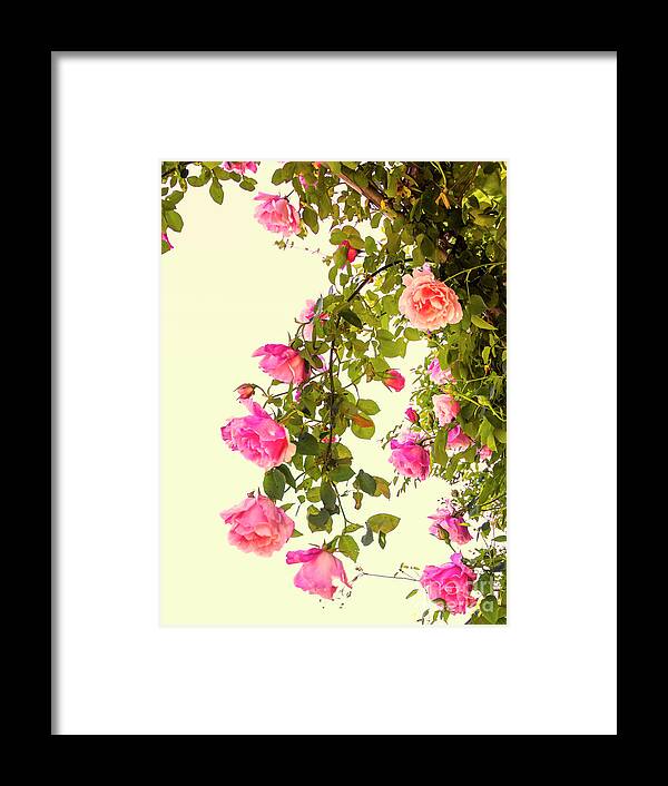 Roses Framed Print featuring the photograph Hanging Roses by Elaine Teague