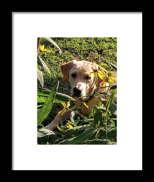 Yellow Lab Framed Print featuring the photograph Hanging with the Maxamillians by Kim Galluzzo Wozniak