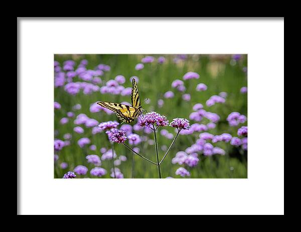 Butterfly Framed Print featuring the photograph Happy Butterfly by Gary Geddes