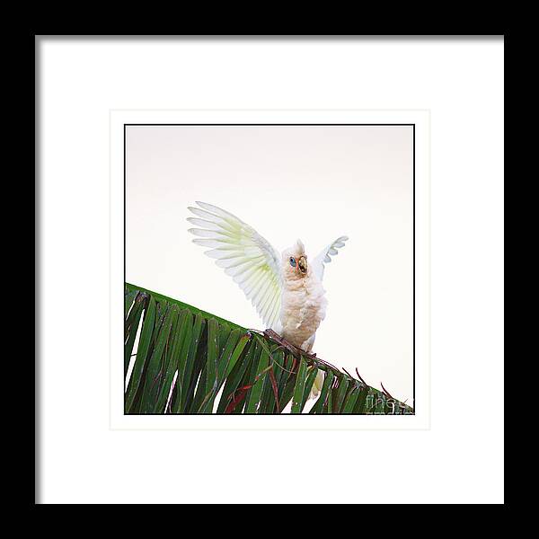 Corella Framed Print featuring the photograph Happy Corella 1 by Russell Brown