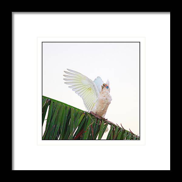 Corella Framed Print featuring the photograph Happy Corella 2 by Russell Brown