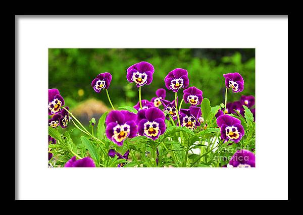 Pansies Framed Print featuring the photograph Happy Crowd by Kimberly Furey