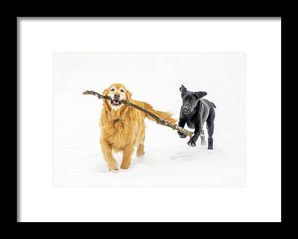 Black Labrador Retriever Framed Print featuring the photograph Happy Dogs in Winter by Dee Potter