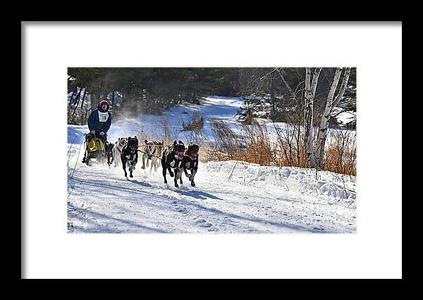 Laconia World Championship Sled Dog Derby Framed Print featuring the photograph Happy Dogs by Steve Brown