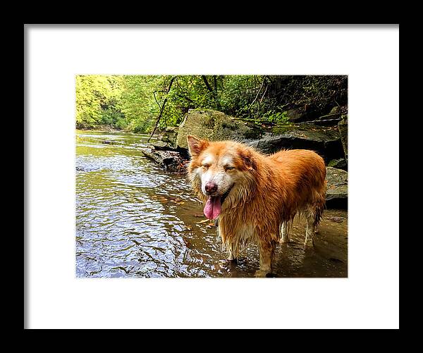  Framed Print featuring the photograph Happy Pup by Brad Nellis