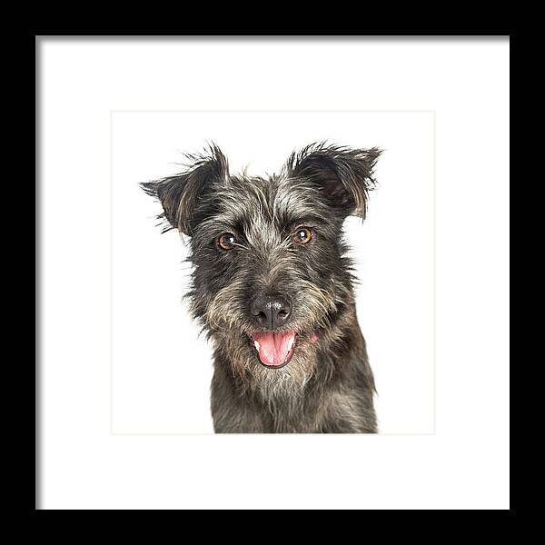 Breed Framed Print featuring the photograph Happy Scruffy Terrier Dog Closeup by Good Focused