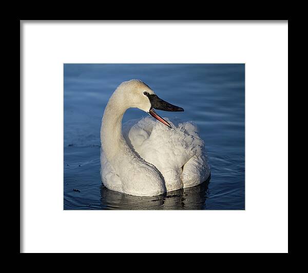 Swan Framed Print featuring the photograph Happy Swan by Patti Deters