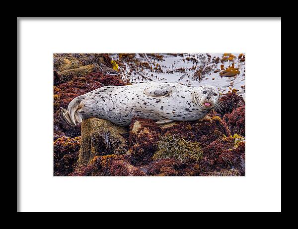 Harbor Seal Framed Print featuring the photograph Happy The Harbor Seal by Derek Dean