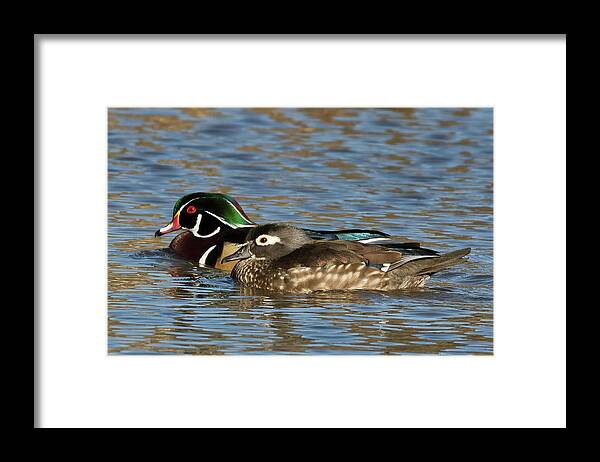 Wood Ducks Framed Print featuring the photograph Happy Wood Ducks on the Water by Kathleen Bishop